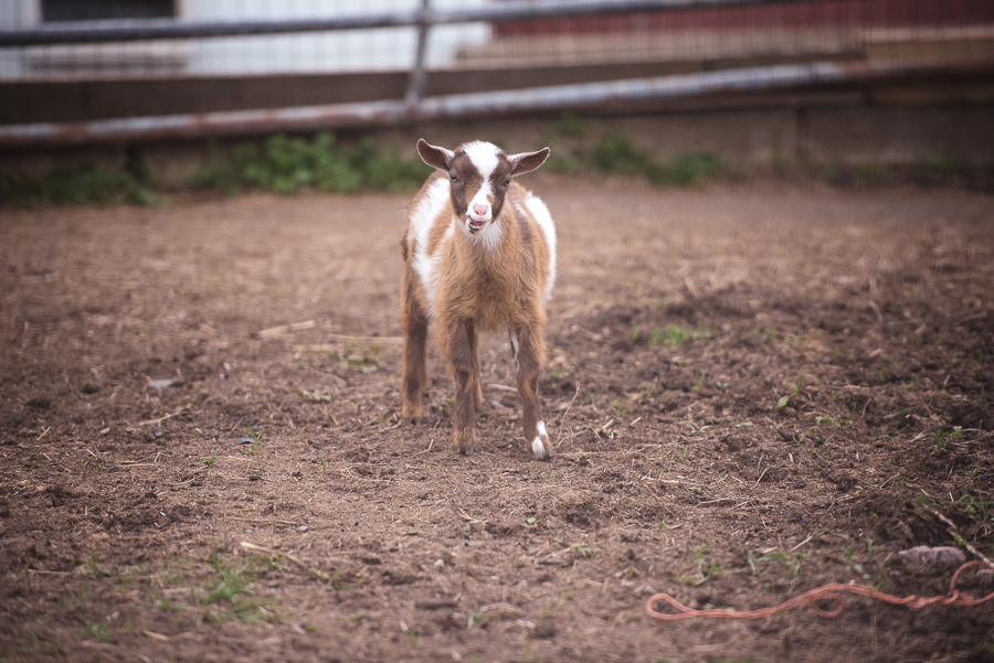 Goat Gilbertsville Farmhouse Wedding